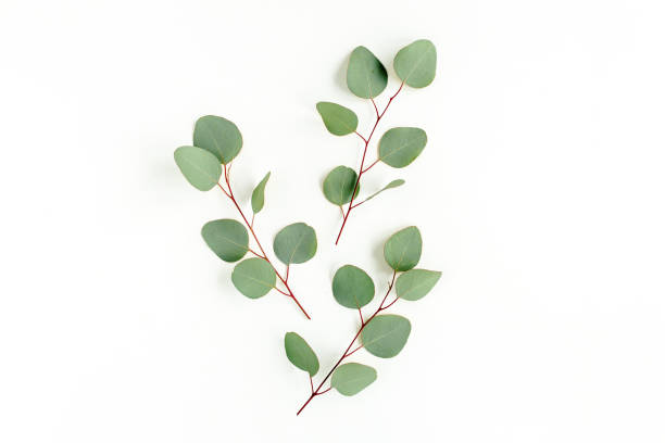 istock Green leaves eucalyptus isolated on white background 1298563103