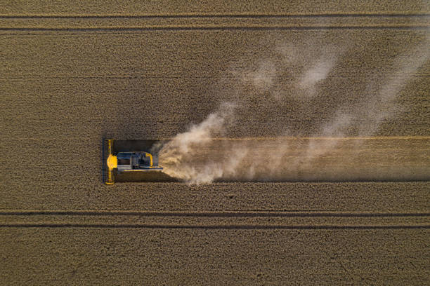 istock Wheat harvest in aerial view 1298564089