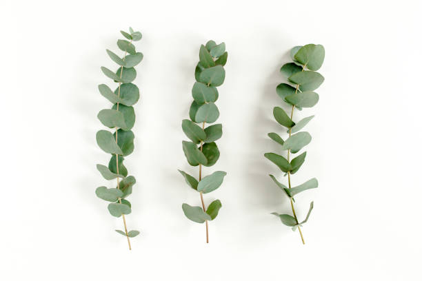 istock Green leaves eucalyptus isolated on white background 1298565775