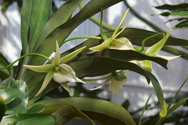 istock Comet orchid plant with flowers 1298566300