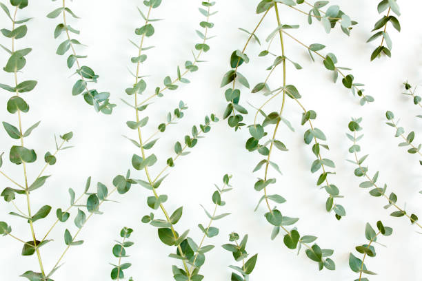 Background, Texture made of green eucalyptus leaves. Flat lay, top view
