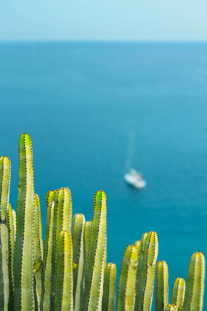 Cactus plants overlooking the ocean. Vibrant colors