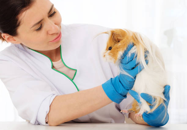 istock Vet examining guinea pig patient 1298571060