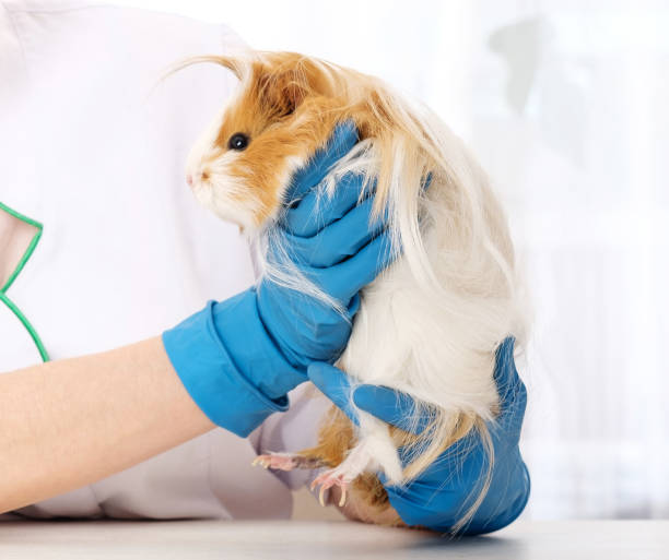 istock Guinea pig in veterinarian clinic 1298571061