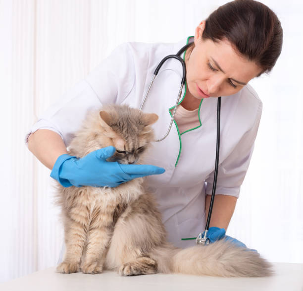 istock Vet physician inspecting patient 1298571075