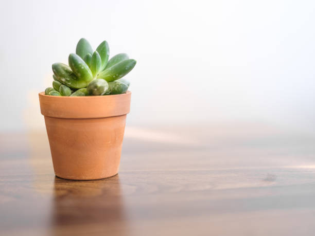 istock Succulent plant in small ceramic flowerpot 1298571719