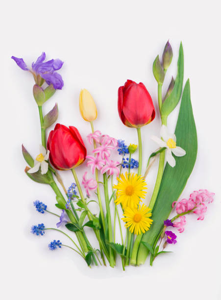 istock Spring flowers daffodils and tulips on white background 1298571809