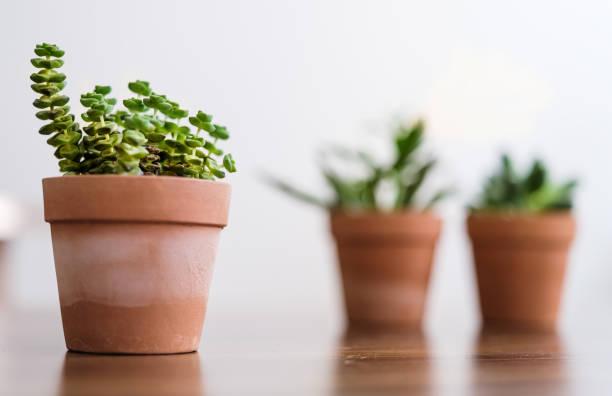 istock Collection of various succulent plants 1298572136