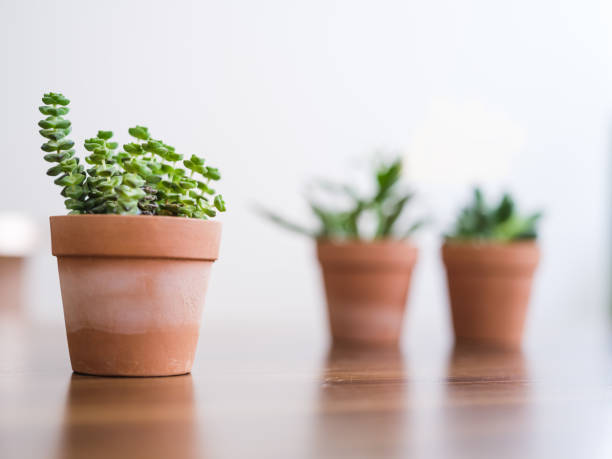 istock Collection of various succulent plants 1298572148