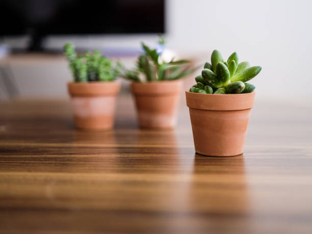 istock Collection of various succulent plants 1298572153