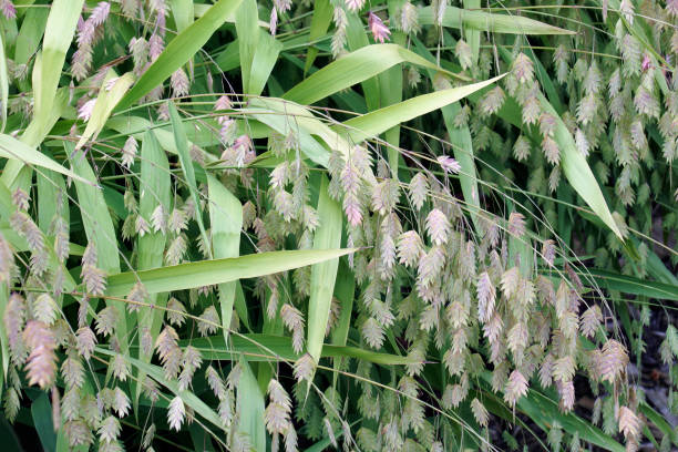 북해 귀리 식물 - sea oat grass 뉴스 사진 이미지