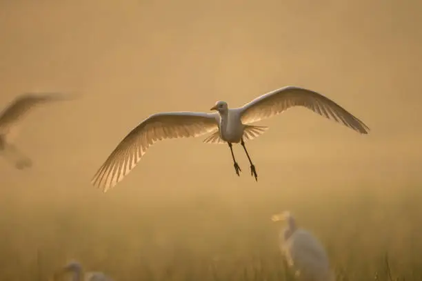 Photo of Great Egret flying   in misty mornings