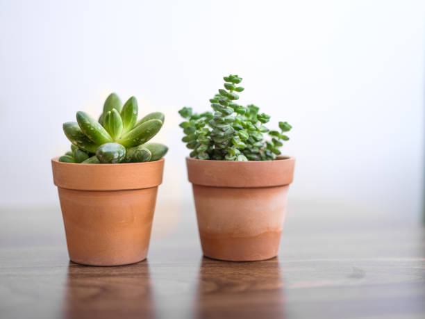 istock Collection of various succulent plants 1298572502