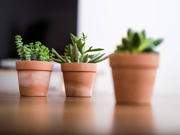 istock Collection of various succulent plants 1298572539