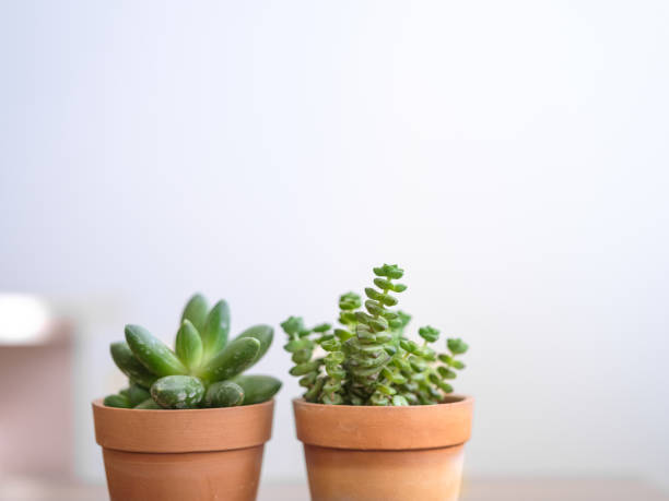 istock Collection of various succulent plants 1298572550