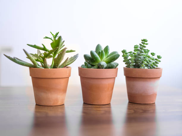 istock Collection of various succulent plants 1298572909