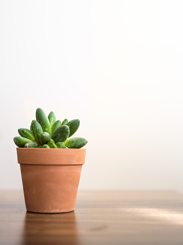 Succulent plant in small flowerpot