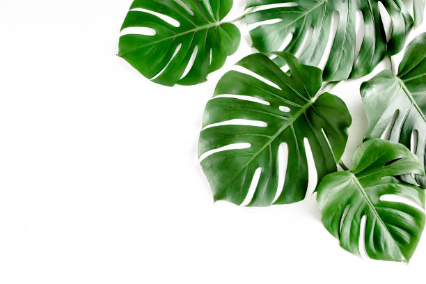 istock Tropical palm leaves Monstera on white background. Flat lay, top view 1298573061