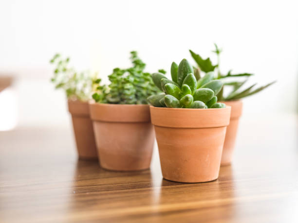 istock Collection of various succulent plants 1298573381
