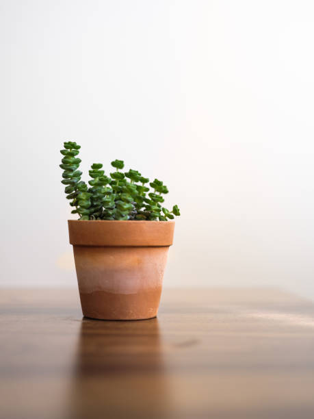istock Succulent plant in small ceramic flowerpot 1298573383