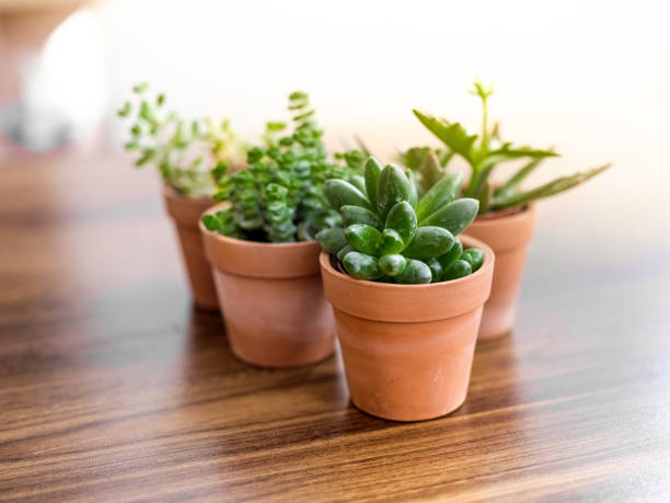 Succulent plants in small ceramic flowerpot Succulent plants in small flowerpot Succulents  stock pictures, royalty-free photos & images