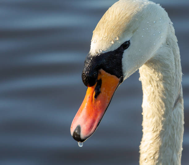 Close up of Mute Swan head