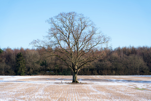 A blanket of snow lies across agricultural land near Beaconsfield, Buckinghamshire, in the English Countryside.