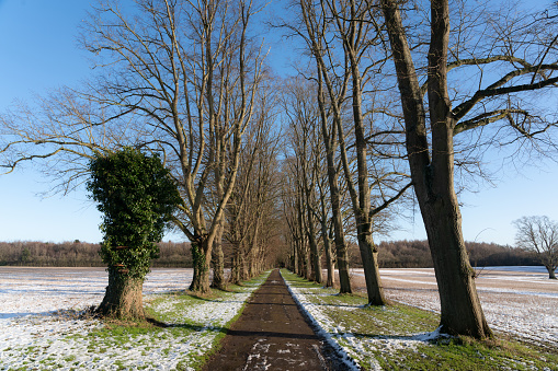 Winter in Buckinghamshire, UK, and the countryside shivers beneath a layer of snow and ice. A narrow tree-lined lane stretches away into the distance.
