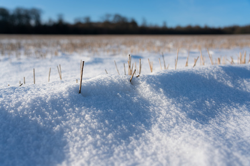 Yellow grass covered with snow and ice in winter, an agricultural field with various plants in the snow after frosts and snowfalls in eastern Europe