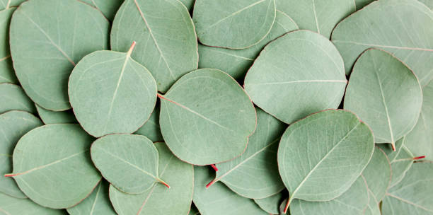 istock Background, Texture made of green eucalyptus leaves. Flat lay, top view 1298574272