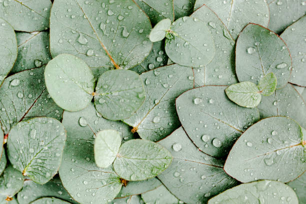 istock Background, Texture made of green eucalyptus leaves with raindrop, dew. Flat lay, top view 1298574902