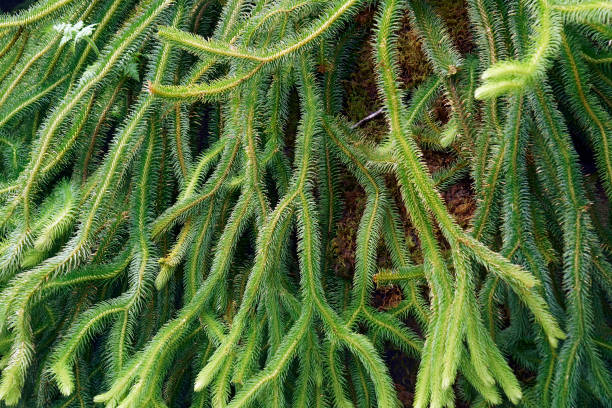 Close up image of Rock tassel fern Rock tassel fern (Phlegmariurus squarrosus). Called Water tassel fern also lycopodiaceae stock pictures, royalty-free photos & images