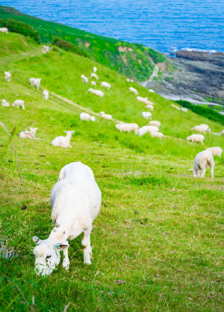istock Feeding sheeps in north of Europe 1298576211