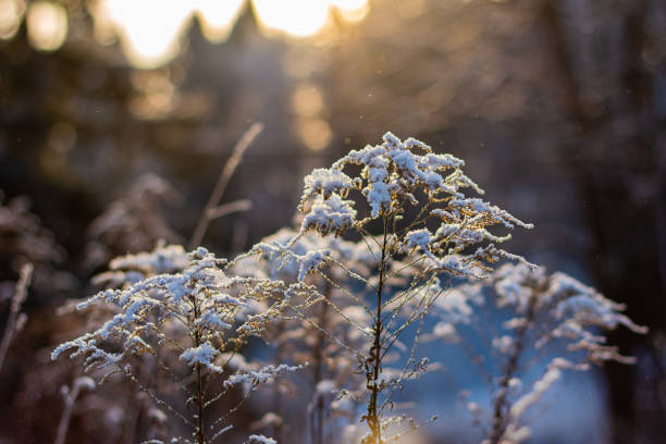 istock Hoarfrost grass on sunny winter day 1298576464