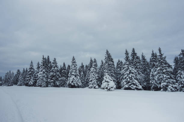 istock Snowcapped pine trees in the early morning. 1298576872