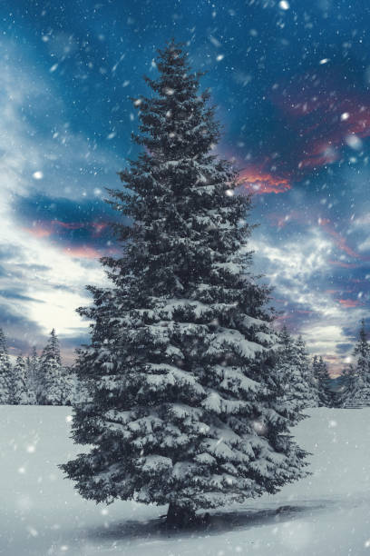 istock Snow Storm Over Perfect Christmas Tree 1298577218