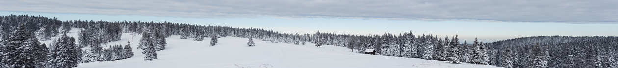 Winter landscape panorama with pine trees at sunrise.