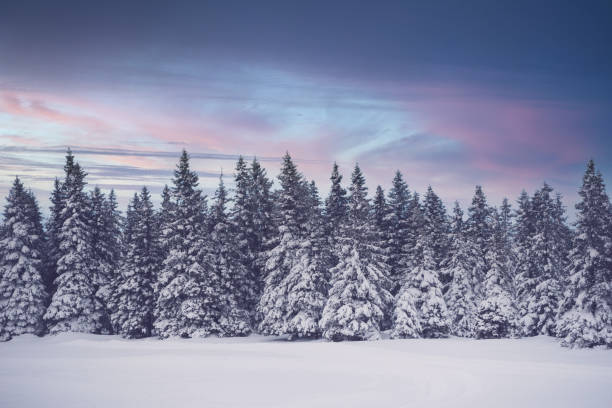 istock Morning At Snowcapped Forest 1298577619