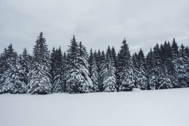 istock Moody Winter Landscape 1298577941