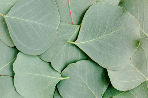 istock Background, Texture made of green eucalyptus leaves. Flat lay, top view 1298578670