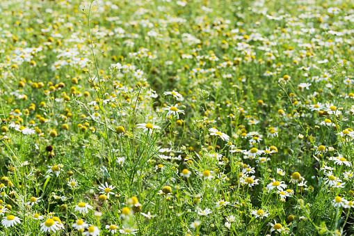 chamomile field with flowering chamomile