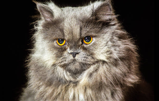 istock cat. pets, companions and cute 1298578981