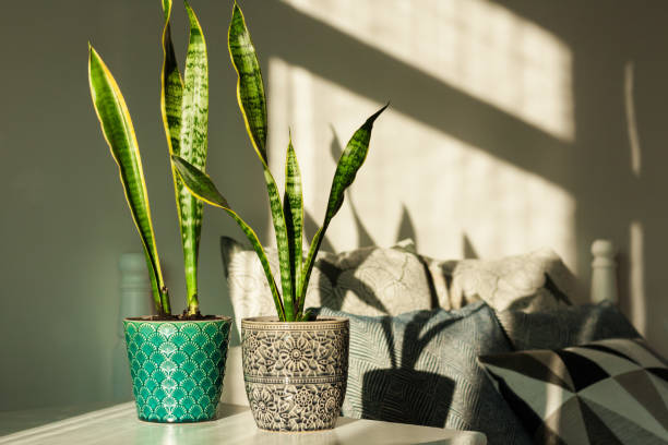 istock Cozy home interior decor, Sansevieria (snake plant) in ceramic pots on a white table on the background of a bed with decorative pillows, modern design on a sunny day 1298579066
