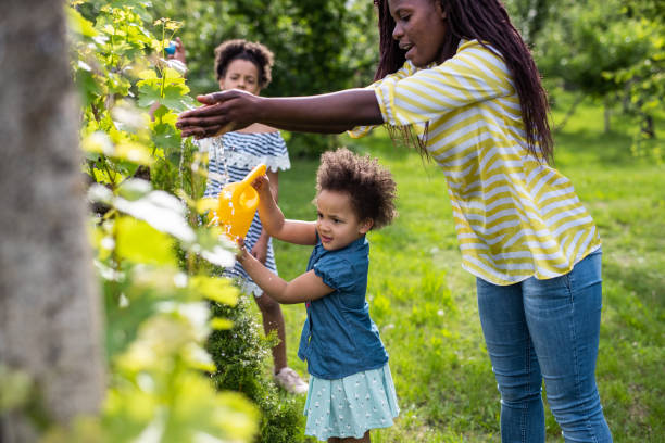 Young mother watering spruce tree with her two daughters Young african american mother watering spruce tree with her two daughters in back yard watering pail stock pictures, royalty-free photos & images