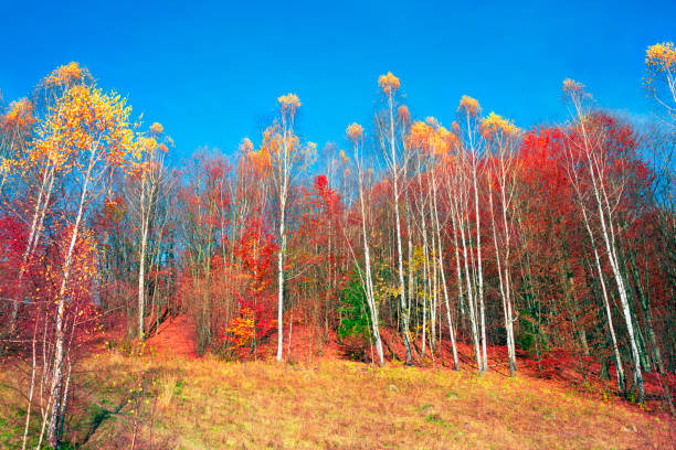 Delicate birch grove in the mountains of the Swiss Alps in autumn with good weather. The foliage is falling, the white trunks are beautiful against the blue background of the clear sky.
