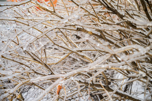 istock Trees are covered with a crust of ice. 1298580875