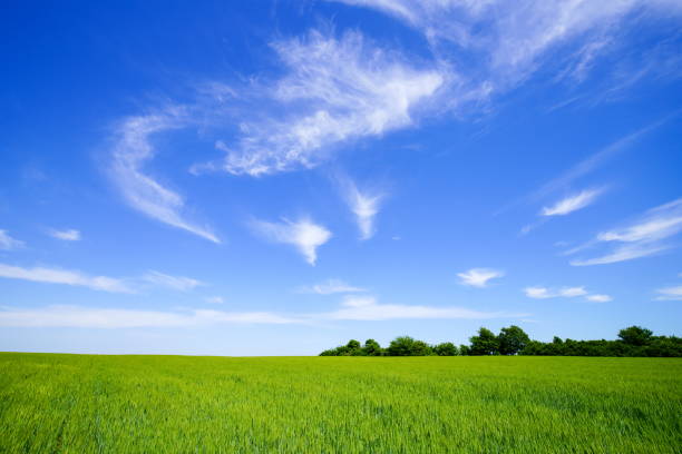 istock Green field with blue sky 1298581747