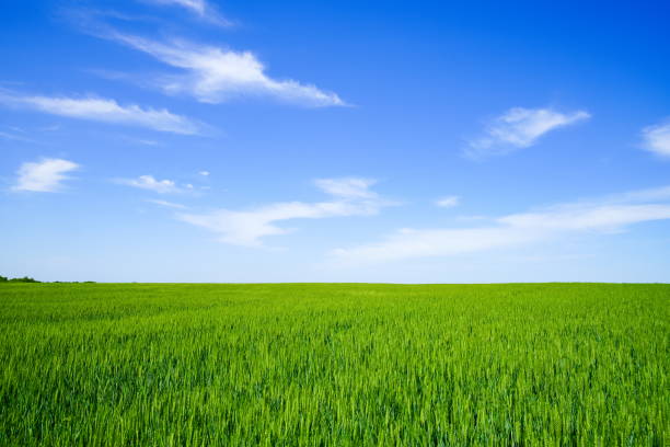 Green grass field with blue sky and white clouds.