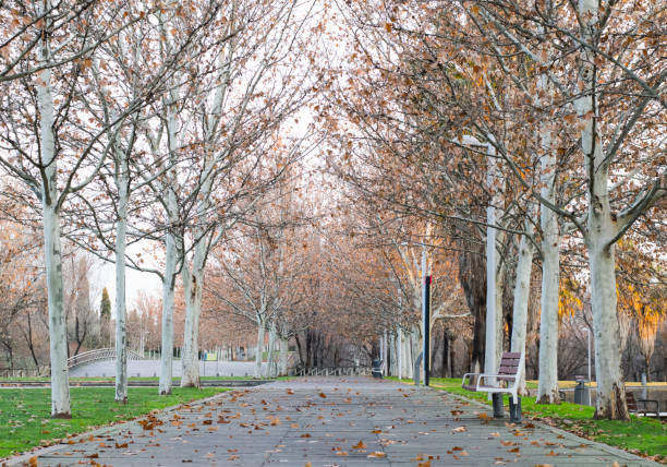 istock autumn parks in madrid 1298582280