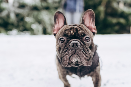 Close-up of a French bulldog's face in the open air.Winter walk.Guarding his mistress.Pets.World pet day.copy space.Small depth of field with focus on the nose